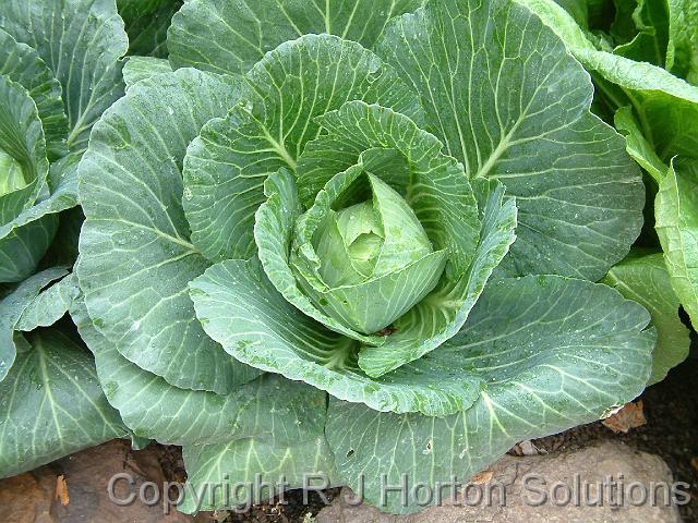 Cabbage Oasis Cannonball